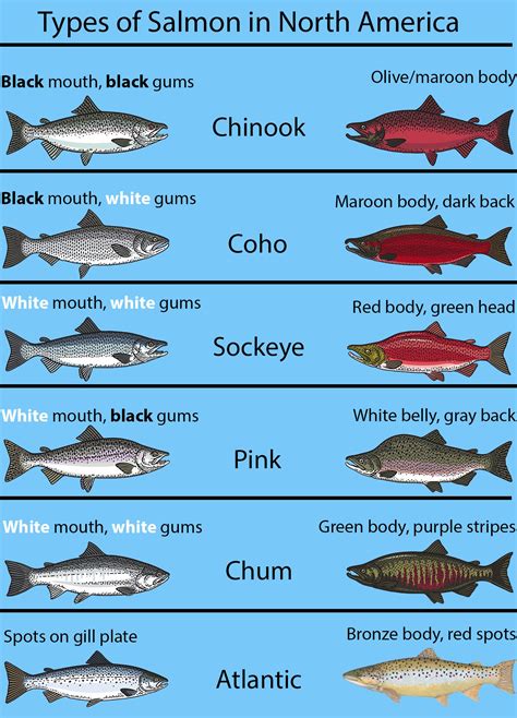 what fish are similar to salmon